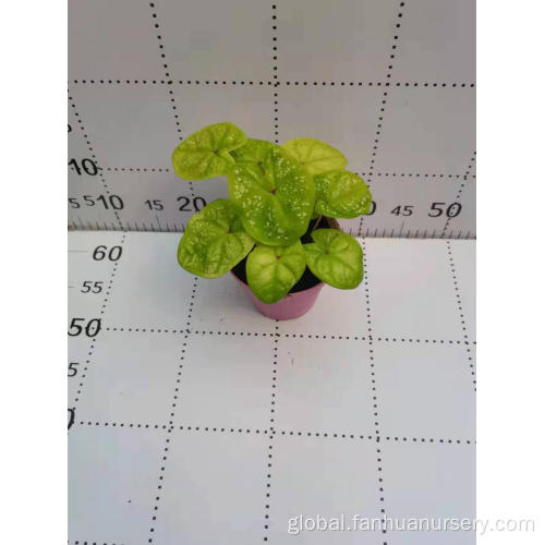 Natural Plant Price caladium jintongzi natural plants Manufactory